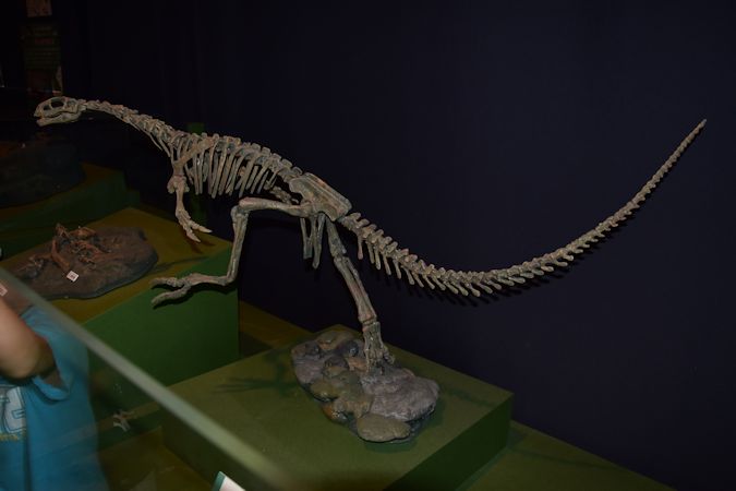 海外並行輸入正規品 化石 骨格 標本 恐竜 アフリカ獣脚類 極美麗